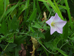 Convolvulus arvensis