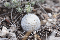 Mammillaria albiflora