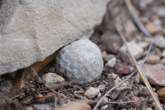Mammillaria albiflora