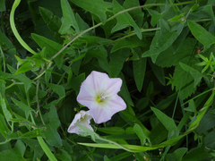 Convolvulus arvensis