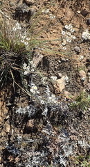 Achyranthemum paniculatum