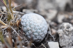 Mammillaria albiflora