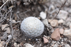 Mammillaria albiflora