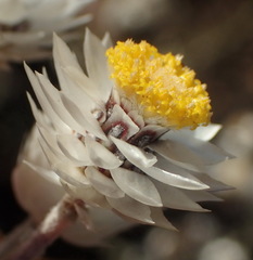 Achyranthemum paniculatum