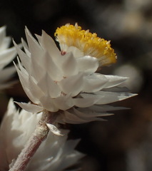 Achyranthemum paniculatum