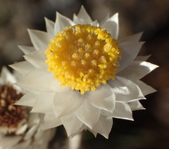 Achyranthemum paniculatum