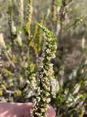 Erica imbricata