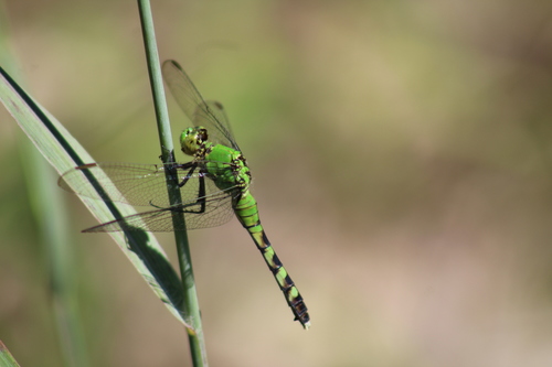 Eastern pondhawk