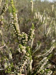 Erica imbricata