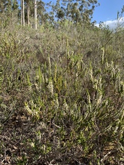 Erica imbricata