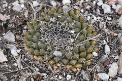 Mammillaria pseudocrucigera