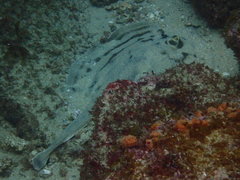 Urobatis concentricus