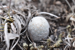 Mammillaria albiflora