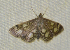 Anania coronata