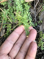 Galium californicum