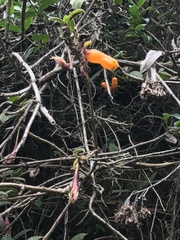 Columnea strigosa