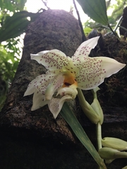 Stanhopea ruckeri