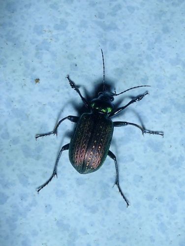 Calosoma alternans photo 2