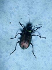 Calosoma alternans