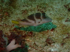 Canthigaster axiologus