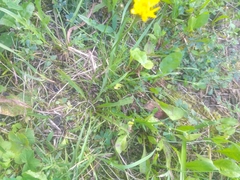 Scorzoneroides autumnalis