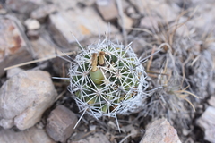 Coryphantha clavata clavata