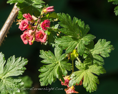 Ribes montigenum