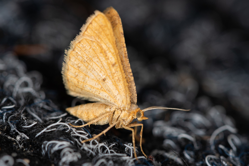 Isturgia arenacearia