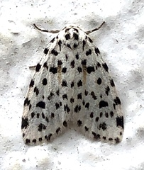 Clemensia leopardina