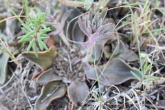 Echeveria bifida