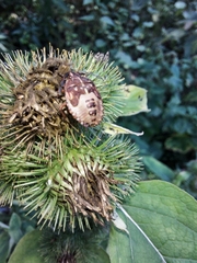 Carpocoris purpureipennis