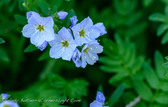 Polemonium pulcherrimum delicatum
