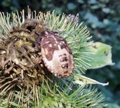 Carpocoris purpureipennis
