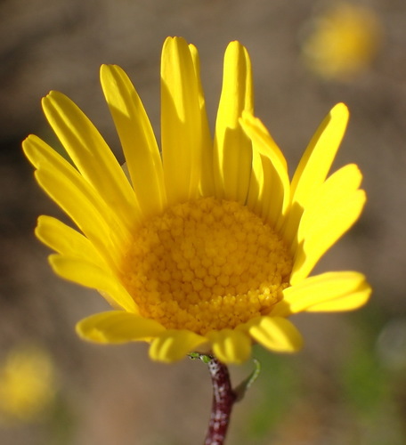 Image of Ursinia anethoides by (c) Nicola van Berkel, some rights reserved (CC BY-SA)