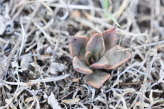 Echeveria bifida