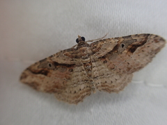 Costaconvexa