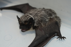 Vespertilio murinus