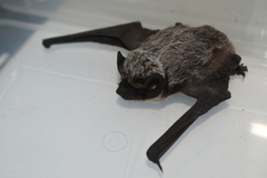 Vespertilio murinus