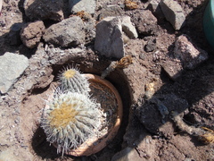 Copiapoa gigantea