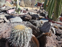 Copiapoa gigantea