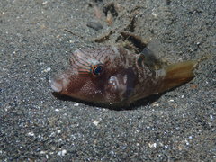 Canthigaster compressa