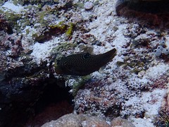 Canthigaster papua