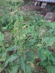 Urtica dioica
