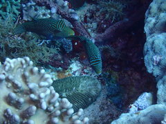 Canthigaster papua