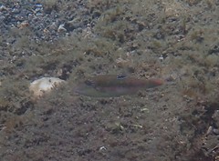 Canthigaster bennetti