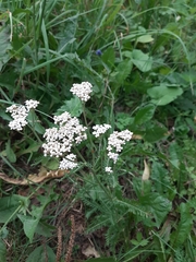 Achillea millefolium