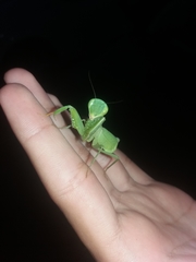 Photiomantis planicephala