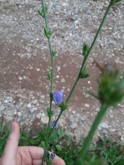 Cichorium intybus