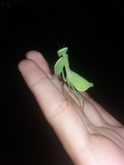 Photiomantis planicephala