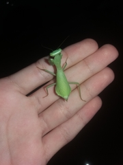 Photiomantis planicephala